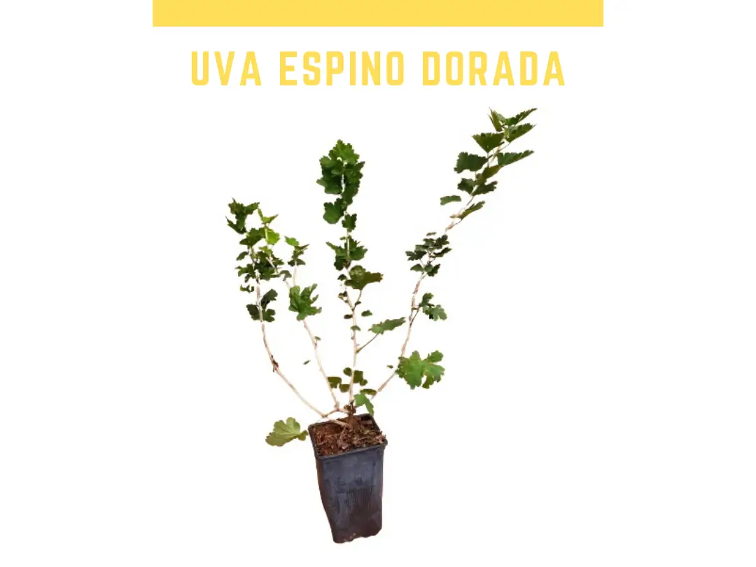 Planta uva espino roja 1 L