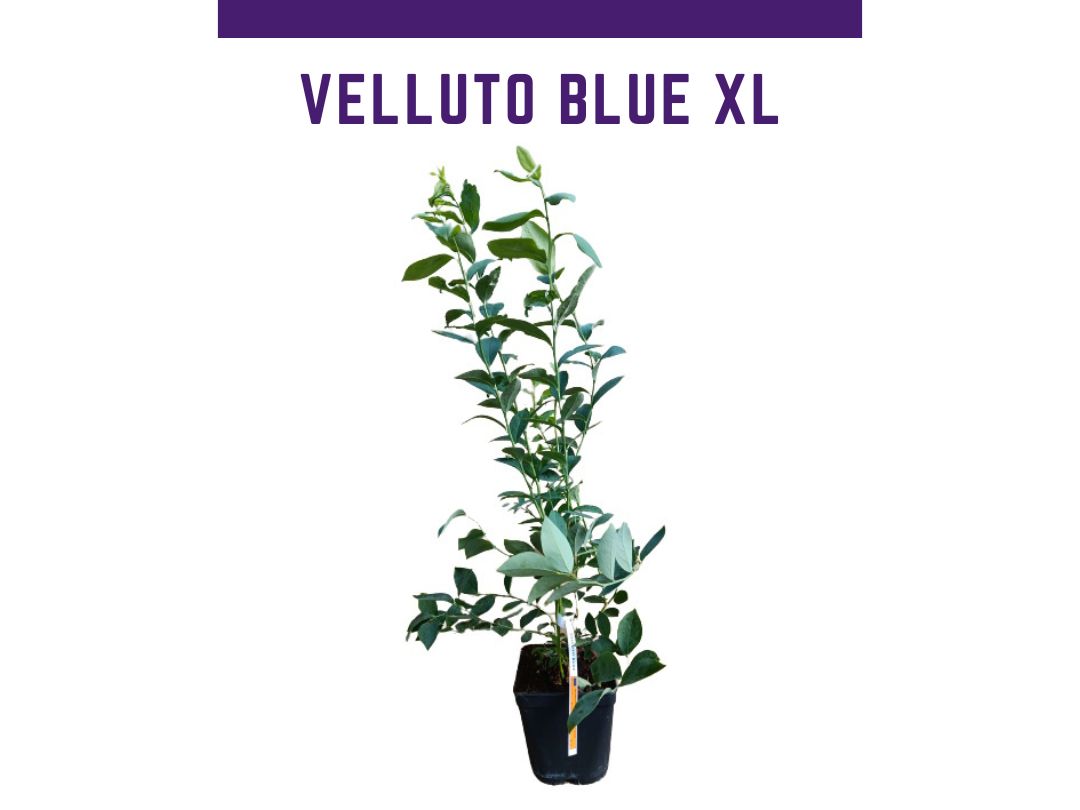 Planta de arandano Velluto blue 4L Vaccinium ashei