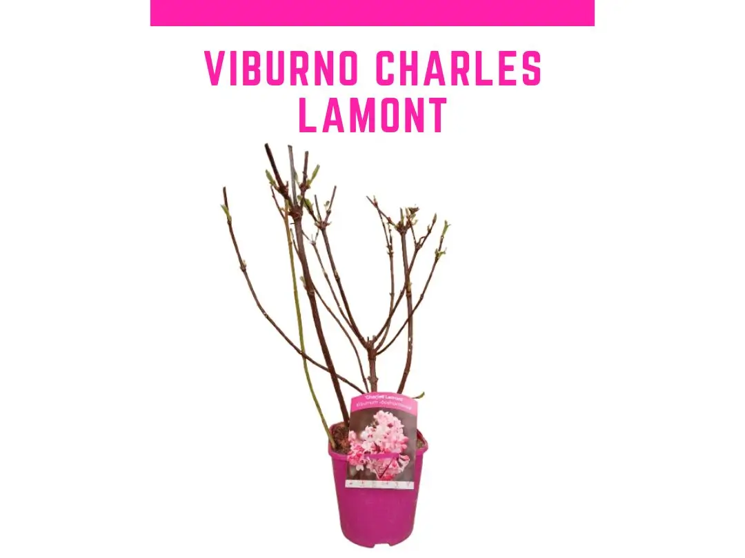 Planta Viburnum x bodnantense Charles Lamont Viburno