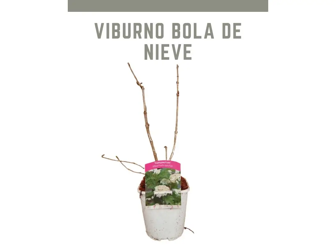 Planta de Viburnum opulus Compactum bola de nieve