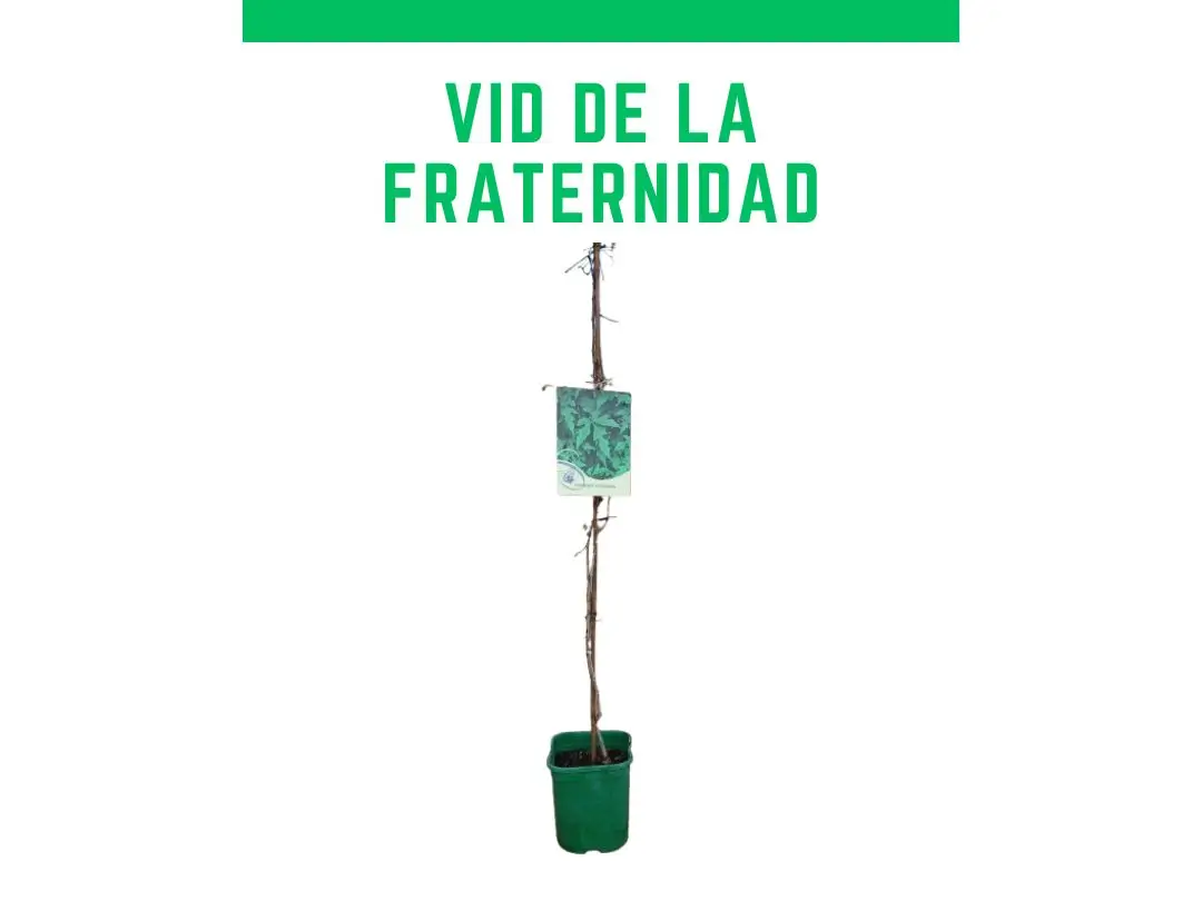 Hojas de la vid de la fraternidad - Ampelopsis aconitifolia