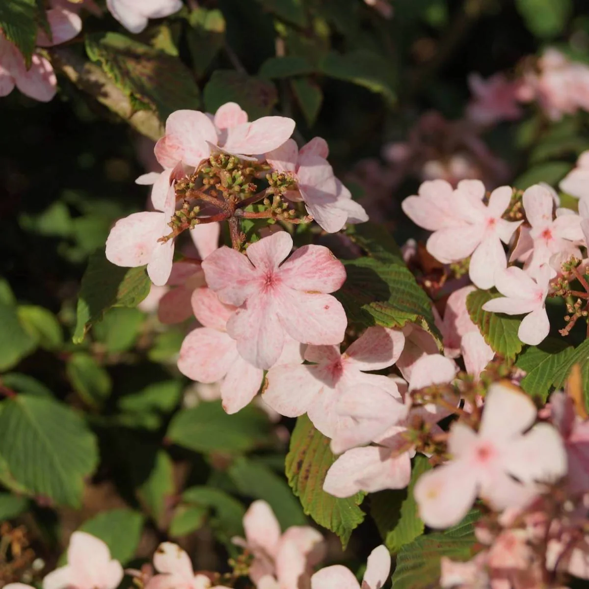 Viburnum plicatum `Pink Beauty` Viburno de china