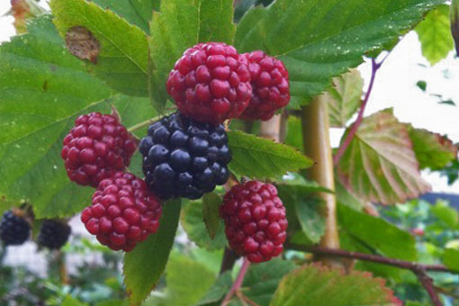 Blackberry loch ness