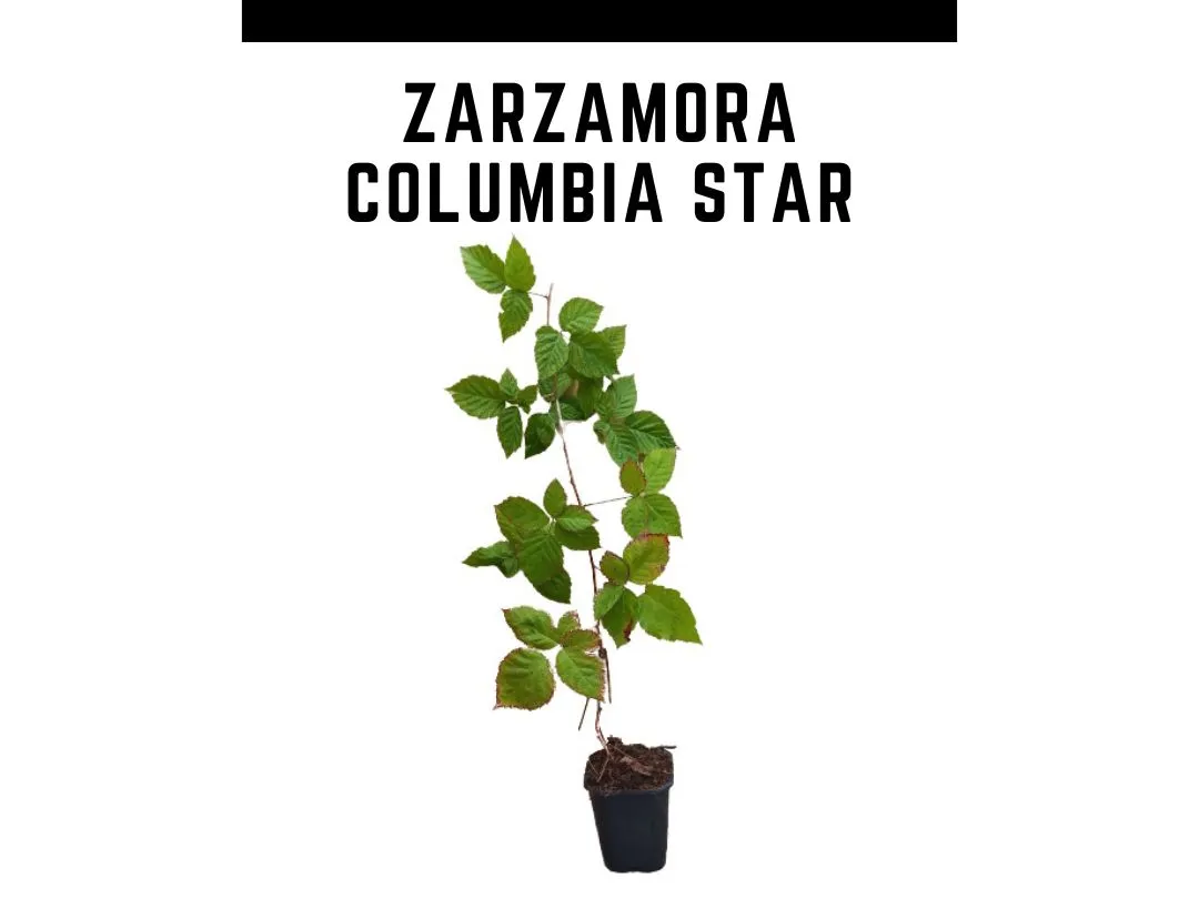 Planta de zarzamora Columbia Star en maceta de 1 L