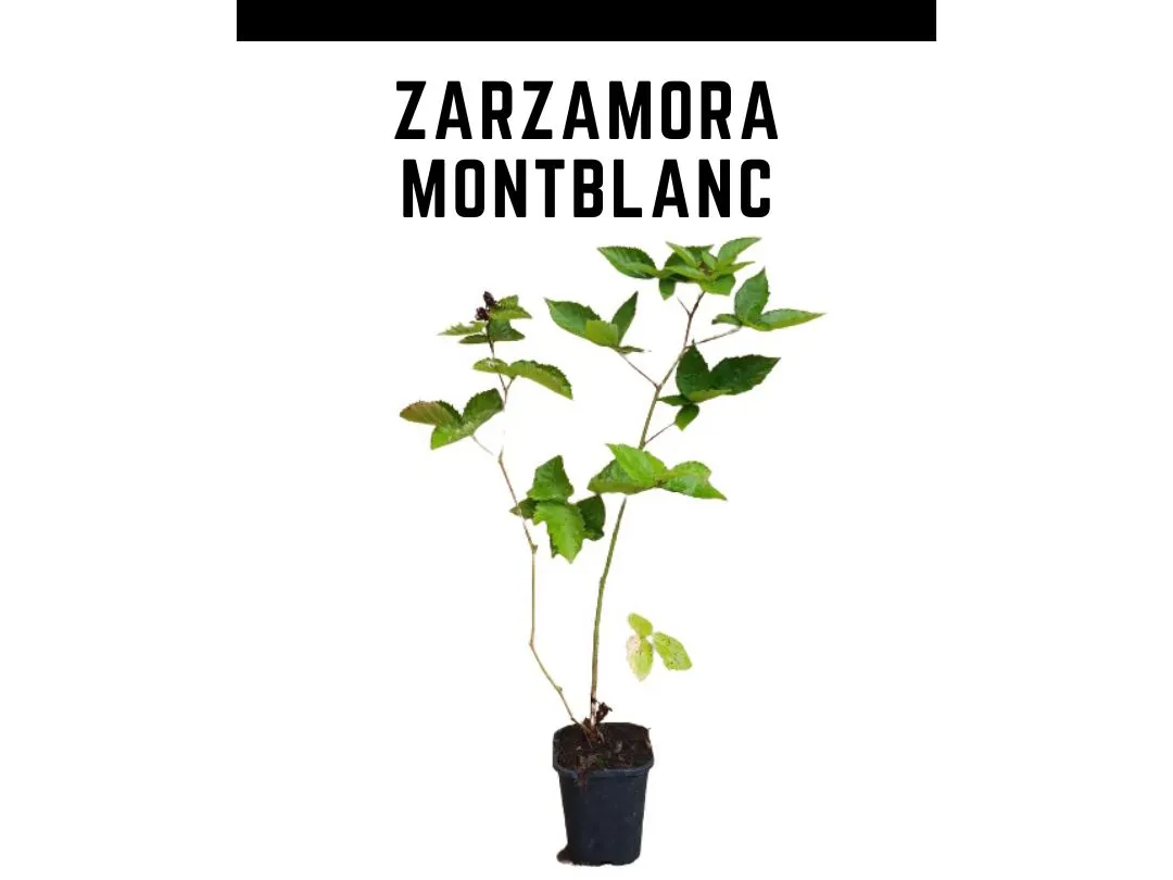 Planta amora remontante Montblanc vaso 1 L