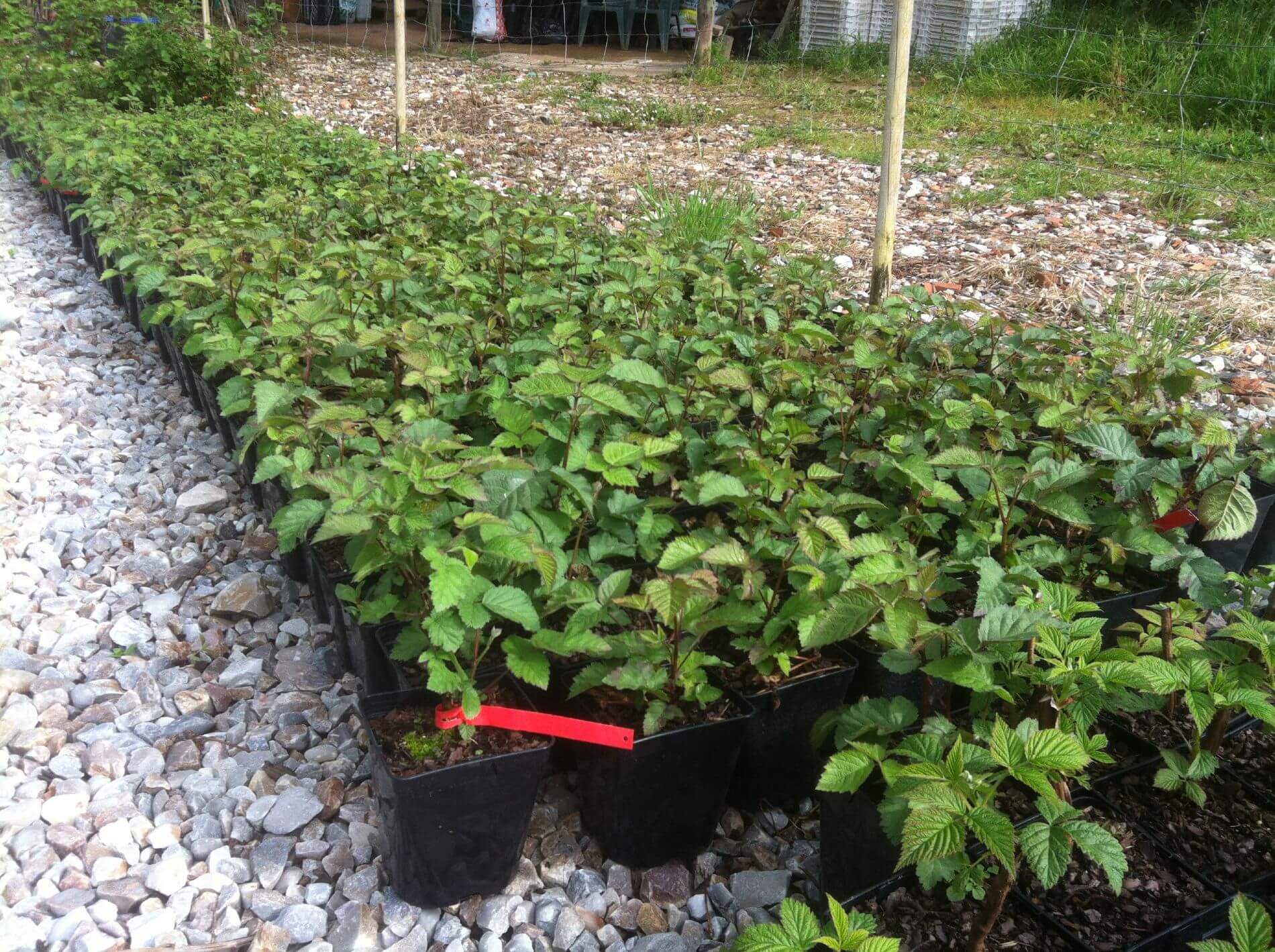 Blackberry plant