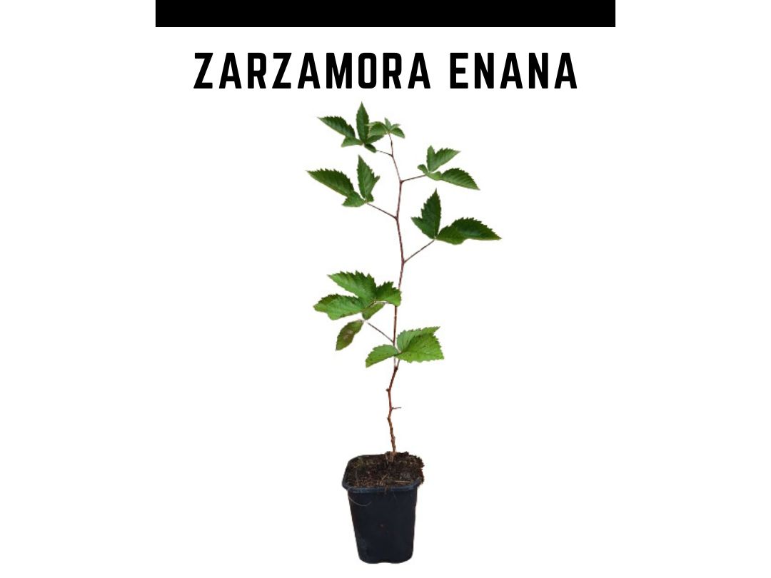 Planta amora an  vaso 1 L