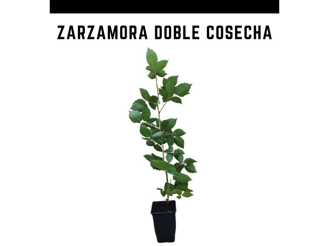 Planta zarzamora remontante doble cosecha prime ark-45 maceta 1 L