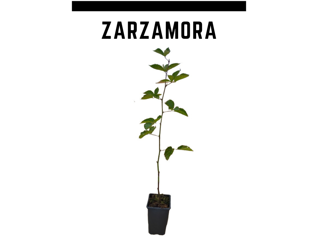 Planta zarzamora sin espinas 1,5L