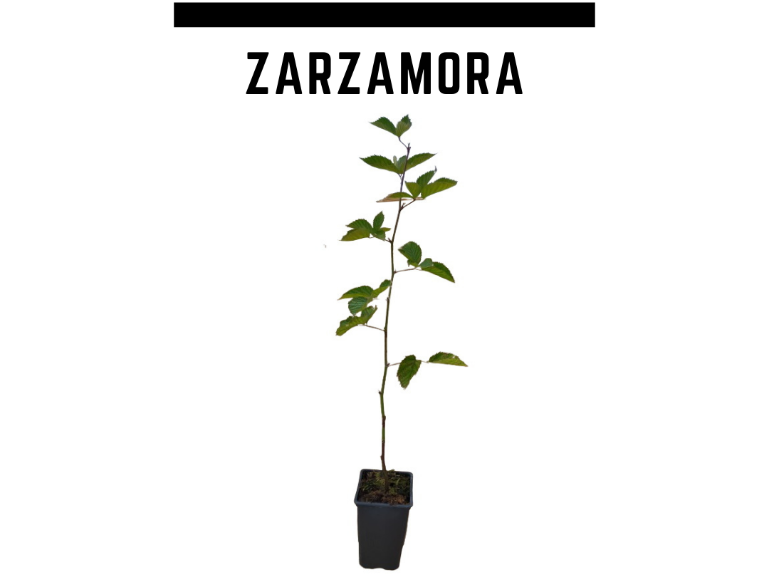 Planta zarzamora sin espinas 1 L