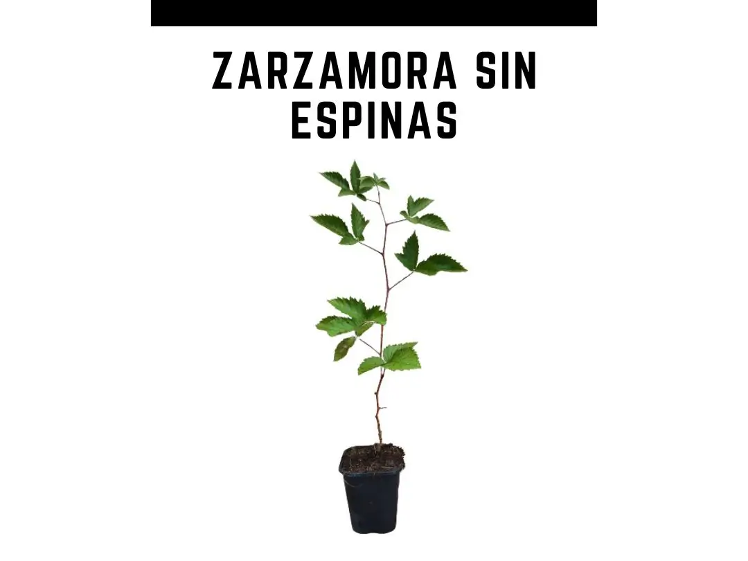 Planta zarzamora sin espinas 1 L