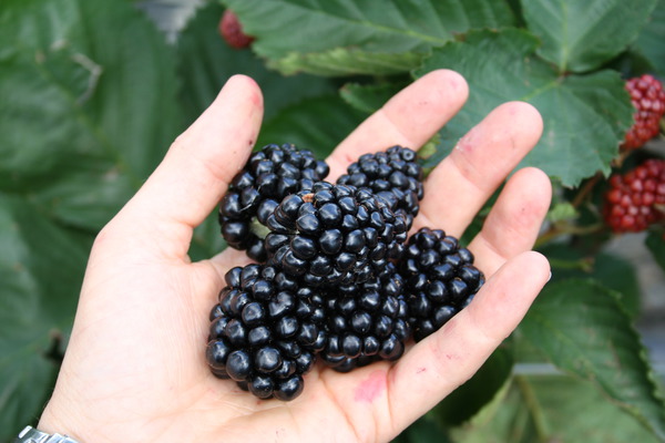 Venda online plantas amora Montblanc, Rubus fruticosus