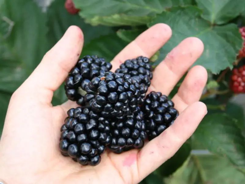 Venta online planta zarzamora Montblanc, Rubus fruticosus
