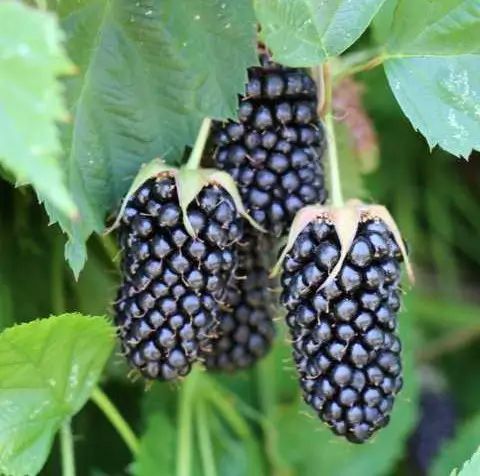 Venda online plantas amora  Columbia Star, Rubus fruticosus