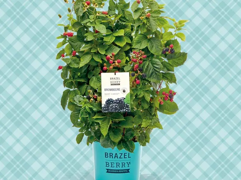 Planta de zarzamora Brazelberry Baby cakes