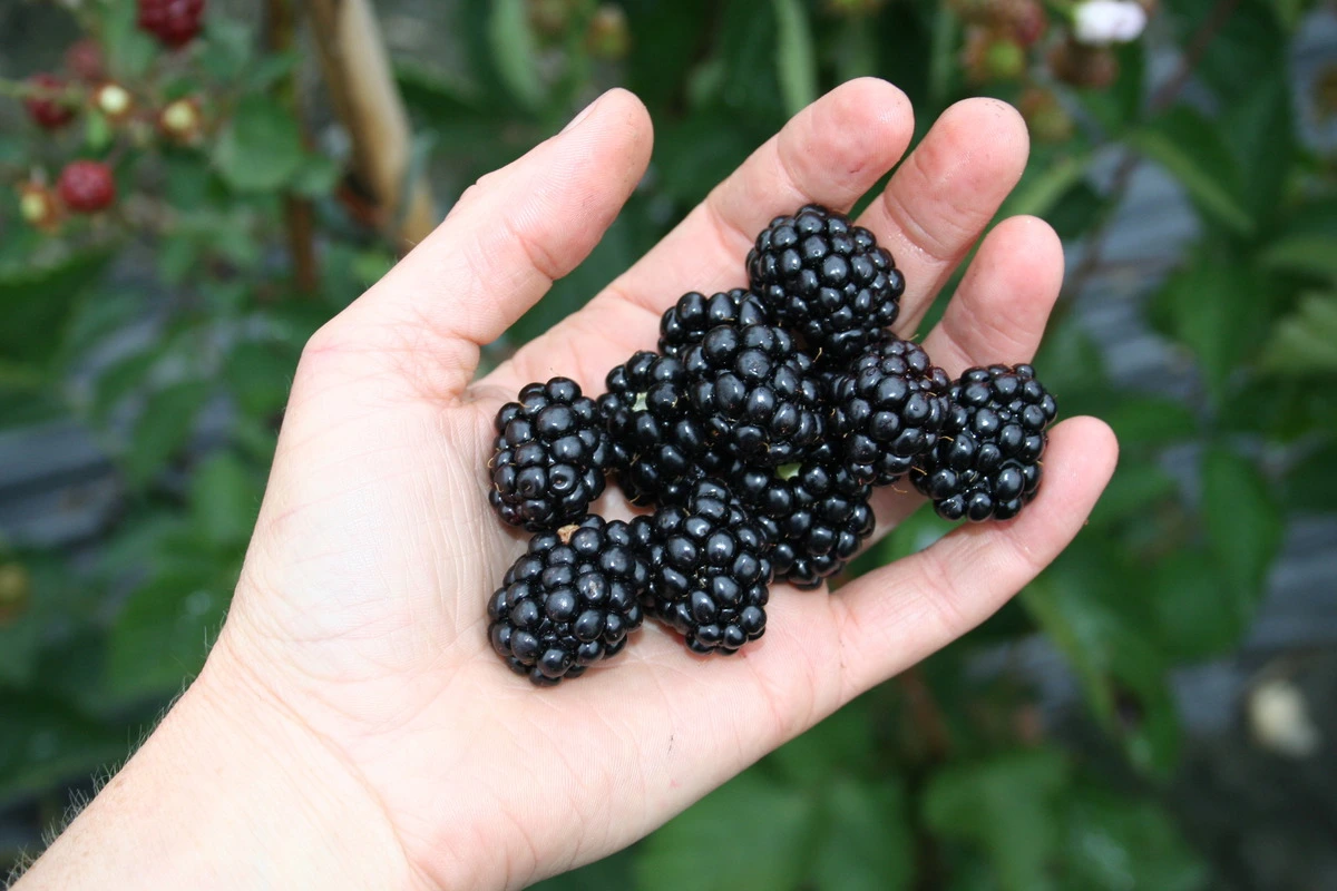 venda online plantas amora an, Rubus fruticosus