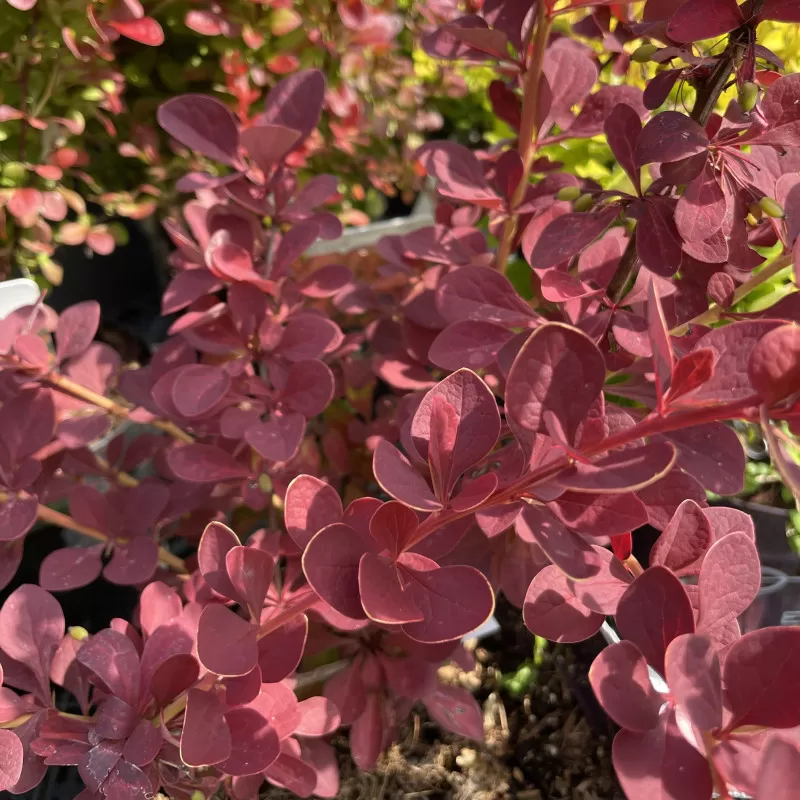 Agracejo japon�s p�rpura Toscana