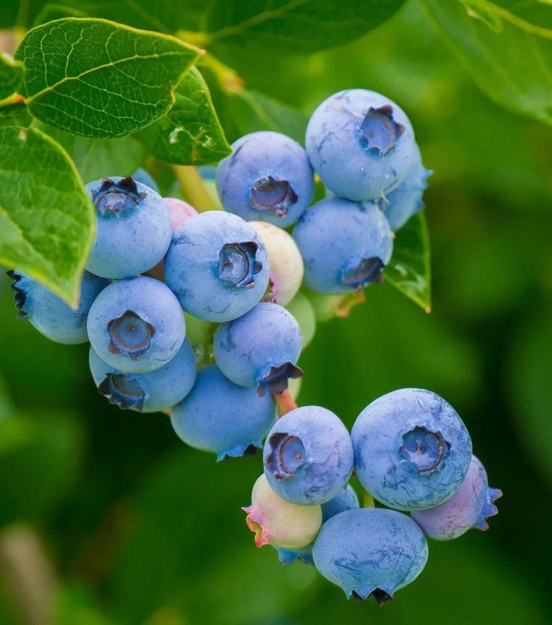 Venta online planta  Arandano Alix blue
