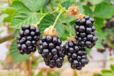 O que  a amora, Rubus fruticosus