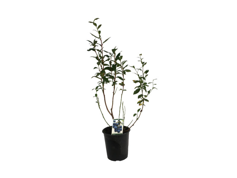 Planta mirtilo Duke vaso 4L