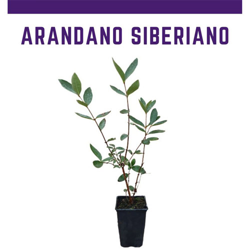 Planta de arandano siberiano
