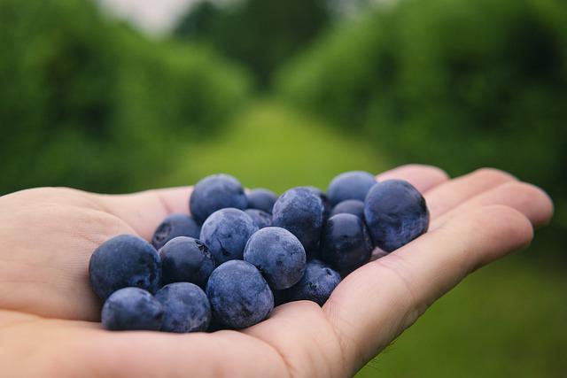 Blueberrie Rabbiteye, Arndano Ojo de Conejo Vaccinium Ashei