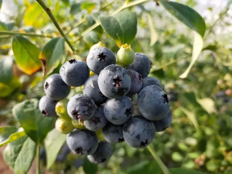 Planta de Arndano Ojo de Conejo Vaccinium ashei