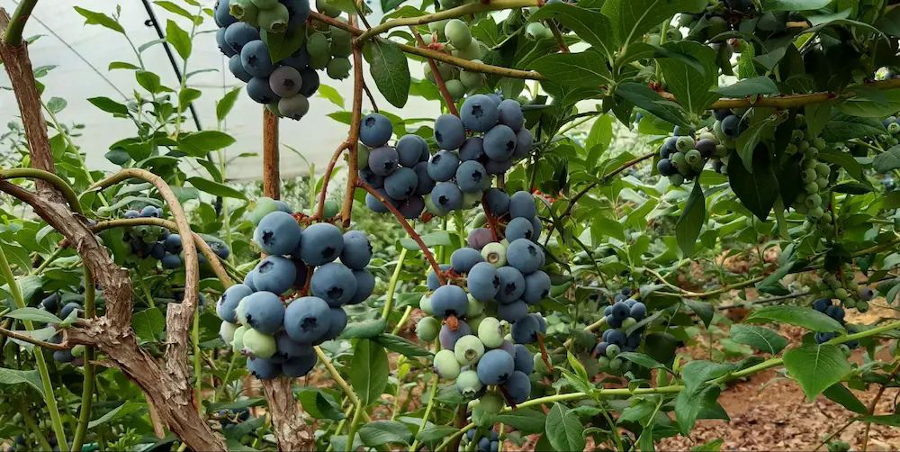 Variedad de arándanos Liberty en Otoño