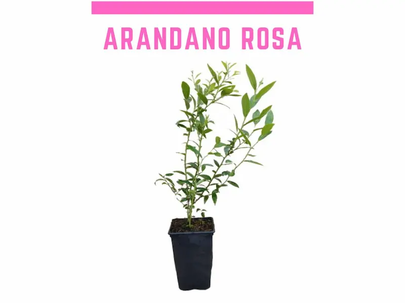 Arandano rosa Pink lemonade