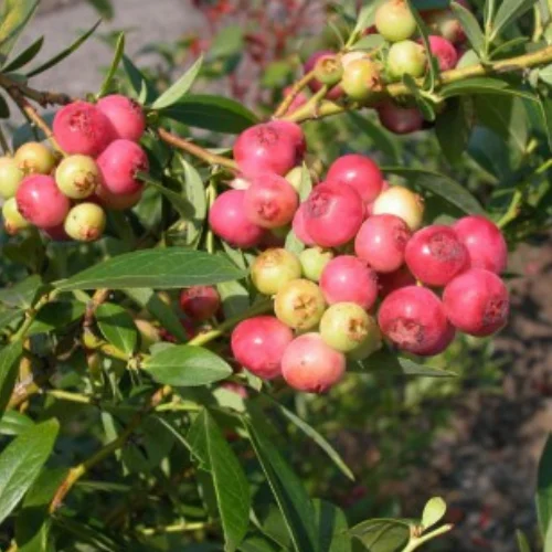 frutos de arandano rosa pinkberry