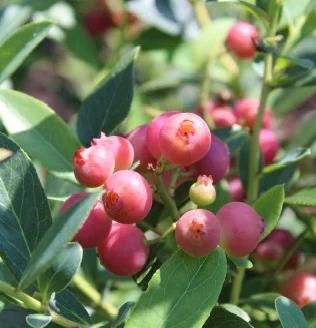 Arandanos rosas, frutos maduros