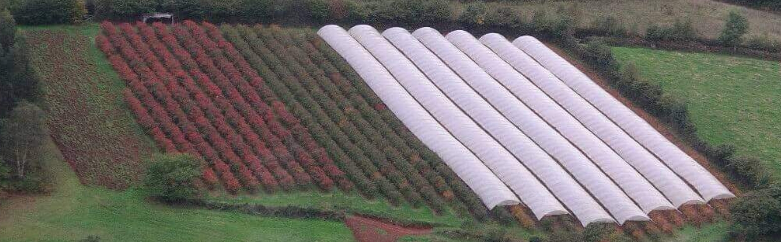 Vivero de plantas frutos rojos Arndanos el Cierrn - Asturias