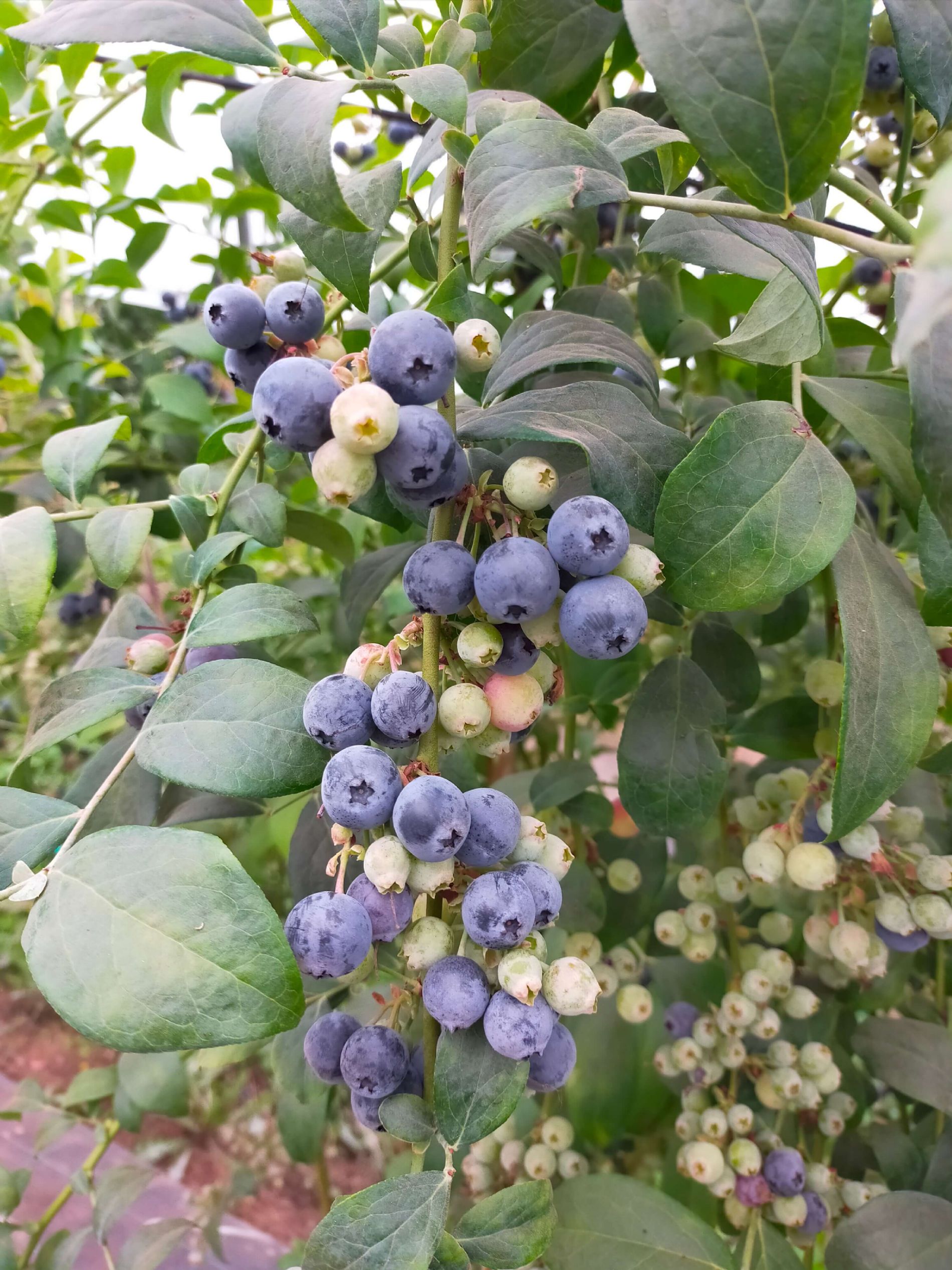 Rabbiteyes blueberries