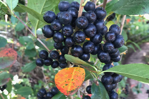 ARONIA OR CHOKEBERRY