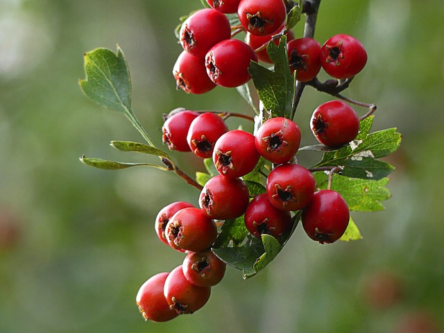 Venta de aronia arbutifolia, aronia roja variedad Brilliant