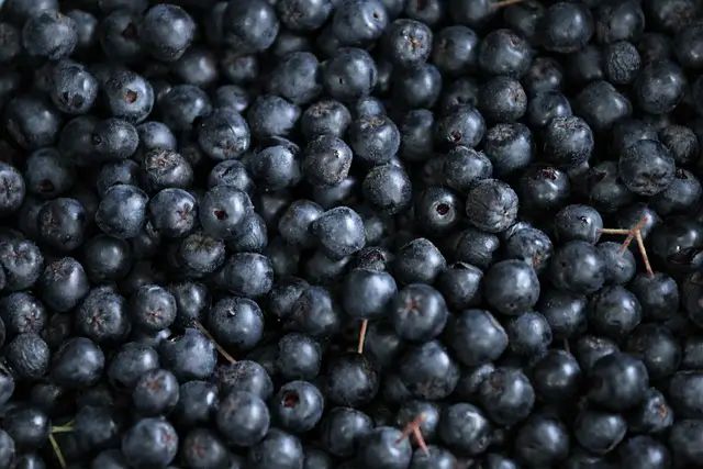Venta online de plantas de Aronia negra, Aronia melanocarpa
