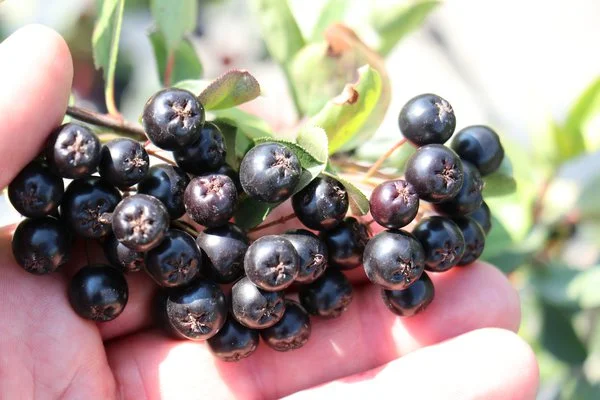 venda plantas aronia an, aronia x prunifolia