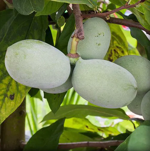Plantas de Asimina triloba Prima banano de montaa pawpaw