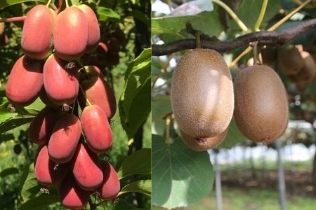 Diferencias entre mini kiwi y kiwi