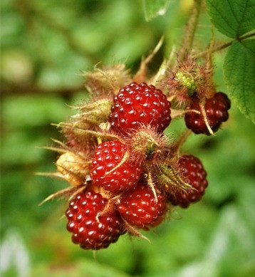 planta de frambuesa del vino o frambueso japons Rubus phoenicolasius