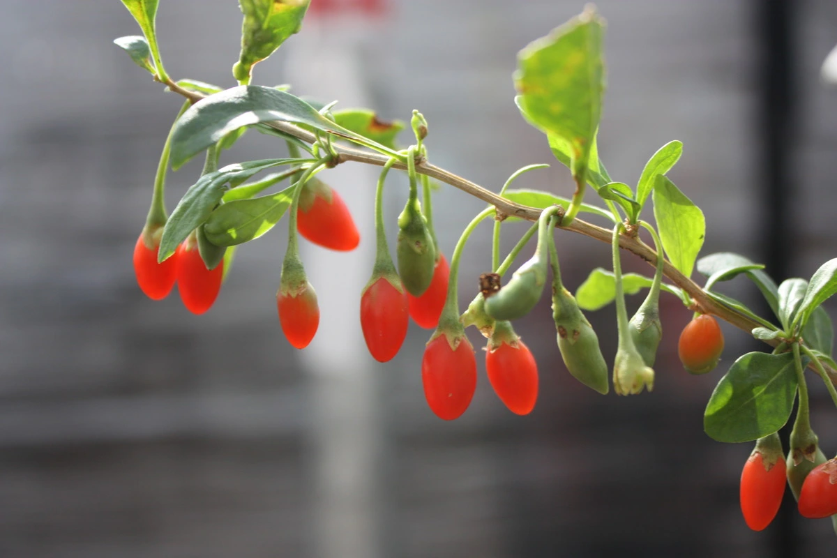 Venta online de plantas de baya de Goji