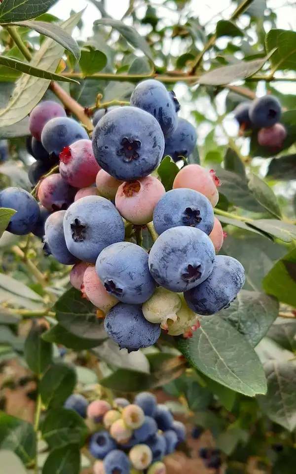 Benefcios de comer mirtilos