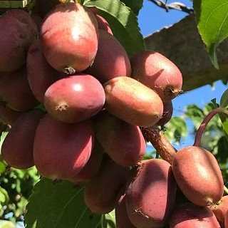 Preguntas frecuentes de frutos del bosque