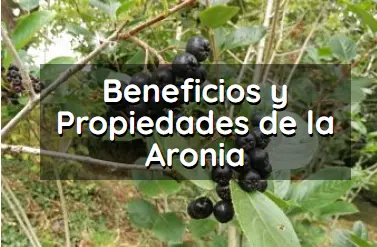 Artculo beneficios y propiedades aronia