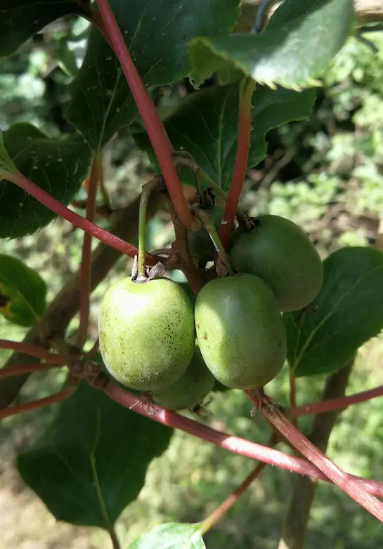 mini kiwi fruta con multiples beneficios para salud