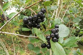 Propiedades y beneficios de la aronia