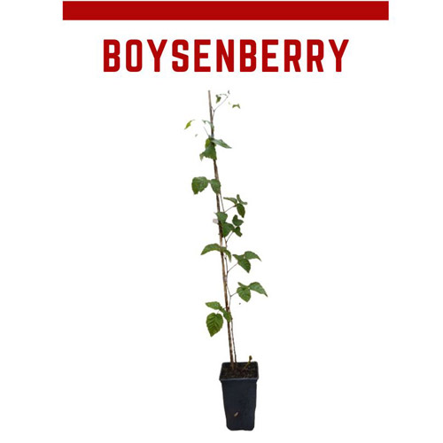 Amora framboesa Boysenberry, Rubus ursinus vaso 1L