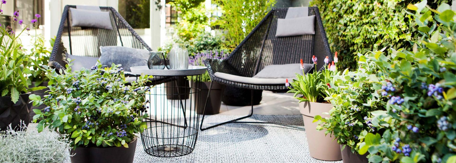 Plantas de brazelberry como decoración de terrazas