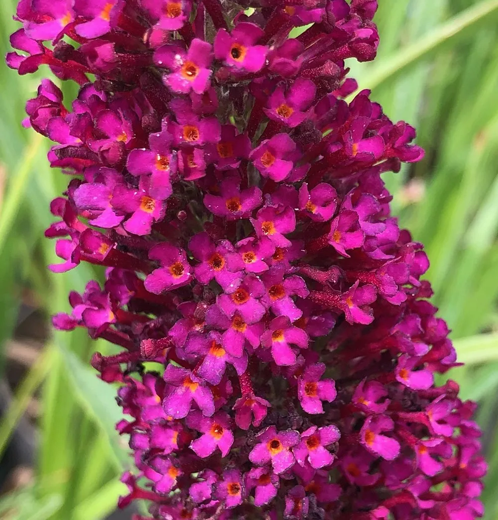 Plantas Buddleja davidii Buzz� Wine maceta 3 L