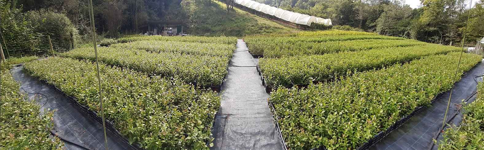 Plantacion de arándanos en asturias
